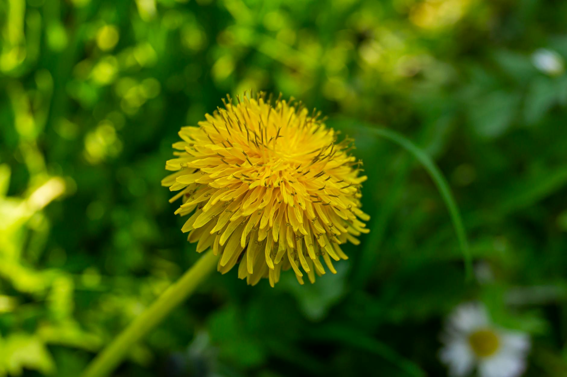 Widok na malowniczy krajobraz Wielkopolskiego Parku Narodowego w Puszczykowie podczas wiosennego dnia.